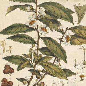 Issue 50 - September 2026 - The Antiquary History Magazine